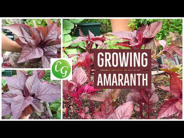 Grow Your Own Superfood: The Ultimate Guide to Red Amaranth (Amaranthus) class=