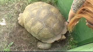 "Тайган"🌺 Огромные черепахи и милые капибары. #тайган