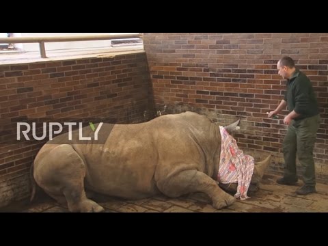 Czech Republic: Rhinos have horns sawn off in Dvur Karlove zoo to deter poachers