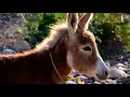 Donkey Ringtone Free Ringtones Downloads Donkey Ringtone Free Ringtones Downloads