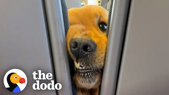 Dog Insists On Saying Hi To Everyone On His Train Rides | The Dodo - DayDayNews