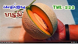 รีวิวเมล่อนสายพันธุ์บารมี(tml-222) Baramee Melon