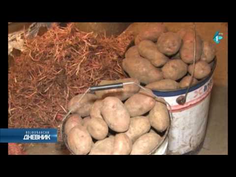 Video: Lorch krompir: opis, karakteristike uzgoja, fotografija