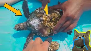 TORTUGA MARINA Con PERCEBES y BASURA Marina es LIMPIADA en Japón y México 🐢 Rescate de Animales #23