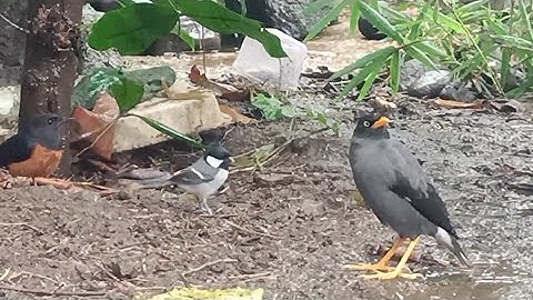 suasana aviary di musim hujan
