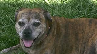 HD Old Dog Pet Video   Zoey - Royalty-Free Stock Footage
