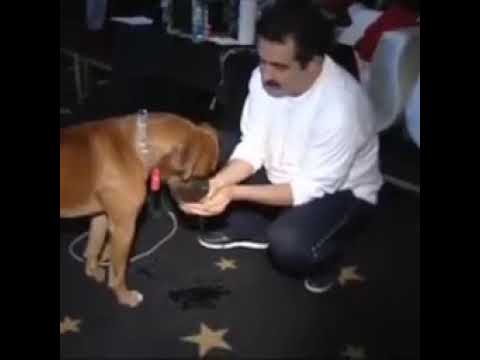 Video: İnsanlar 'Köpeğimi Sevme' Dediğinizde Dinlemezler