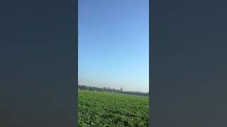 melatih burung kekep malah yg nyamperin burung lovbet