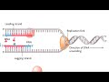 Semidiscontinuous DNA replication