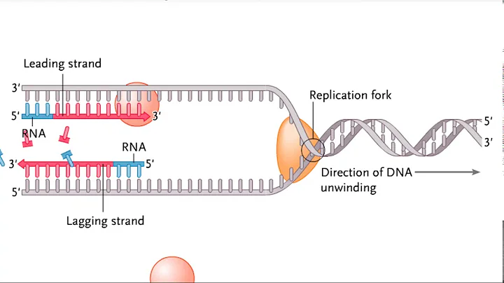 Semidiscontinuous DNA replication
