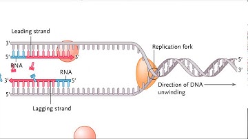 Semidiscontinuous DNA replication