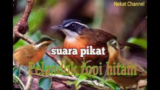 Suara pikat burung pelanduk topi hitam||ampuh