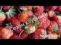 Замораживаю клубнику без сахара.