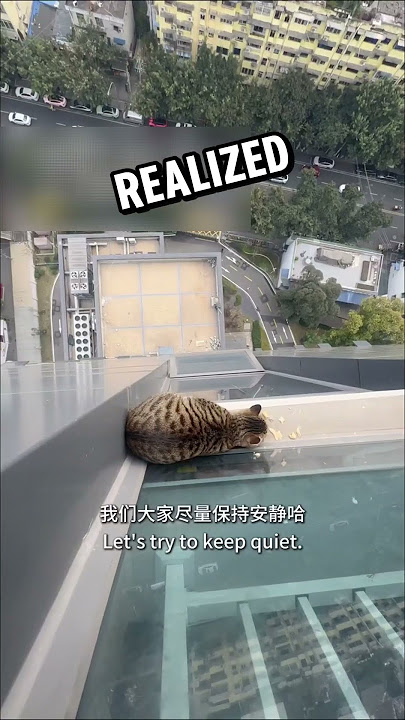 Scared Cat Rescued from Tall Building#animals