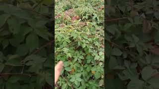 Сезон малины окончен.Ремонтантная малина.