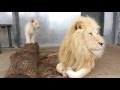 Toronto Zoo's Lion Cubs with Dad Fintan