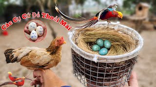 Sợ Hỏng Trứng Chim Trĩ - Quyết Định Mua Máy Ấp Và Làm Tổ Chim Xinh Xắn.Long Đen