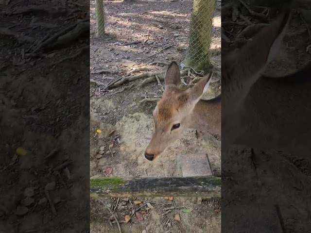 Deer in Nara Park, Japan #narajapan #naradeer #japan