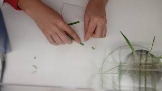 Peeling epidermis of wheat leaves