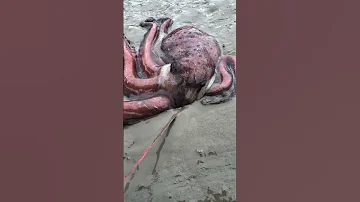 Giant Octopus Is About To Be Eaten By Fiddler Crabs And Octopus Is Driven To The Sea 