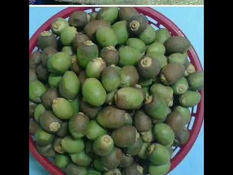 موسیقی محلی بلوچی