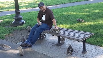 Grey squirrels attack man for nuts