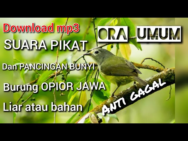 download suara pikat dan pancingan bunyi burung opior jawa ORA UMUM class=