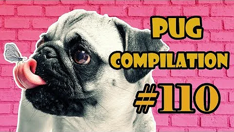 Pug Compilation 110  - Funny Dogs but only Pug Videos | Instapugs