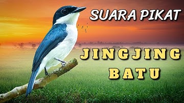 Suara Pikat JingJing Batu Jernih - Black Winged Flycatcher Shrike