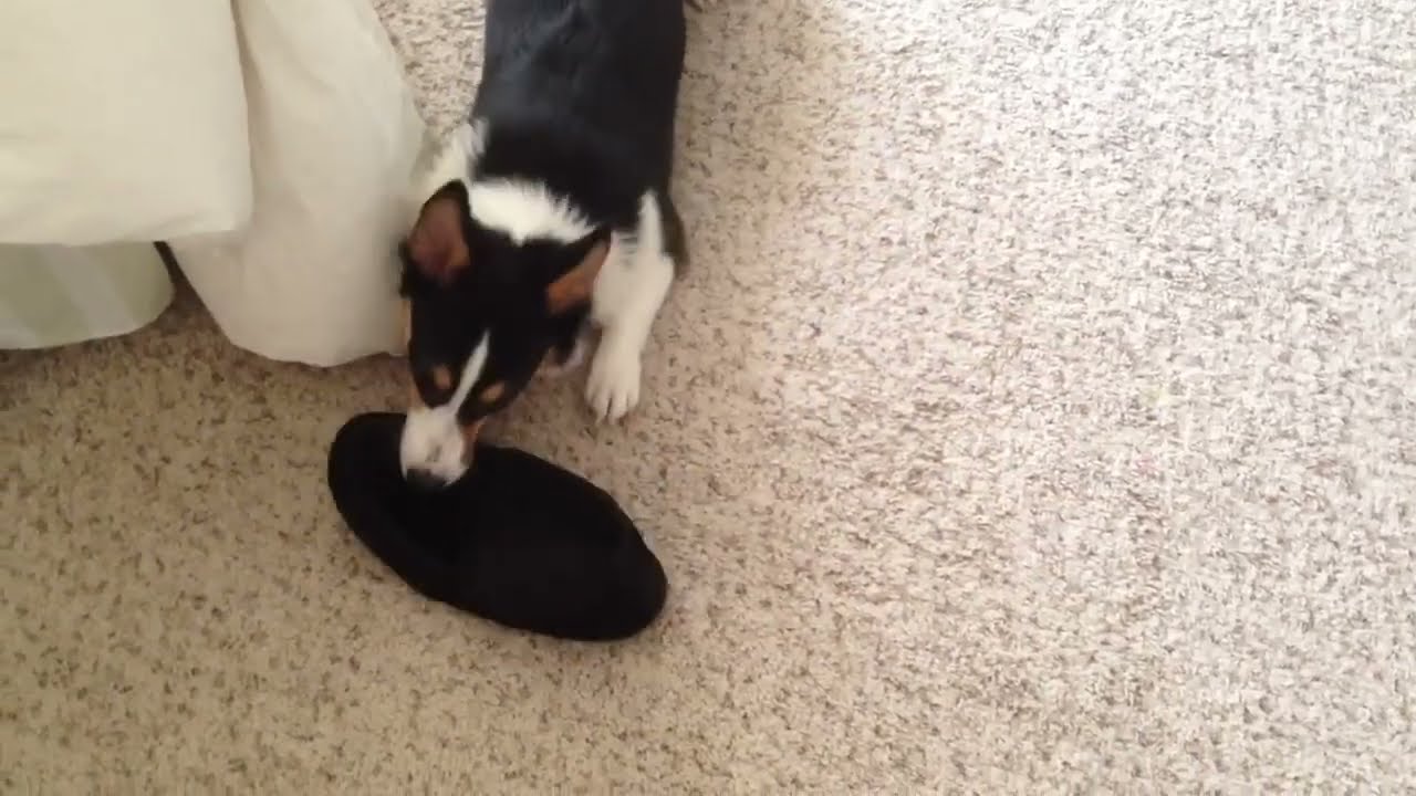Corgi puppy thinks house shoe = chew toy