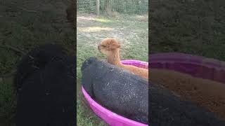 Pool time at the alpaca farm