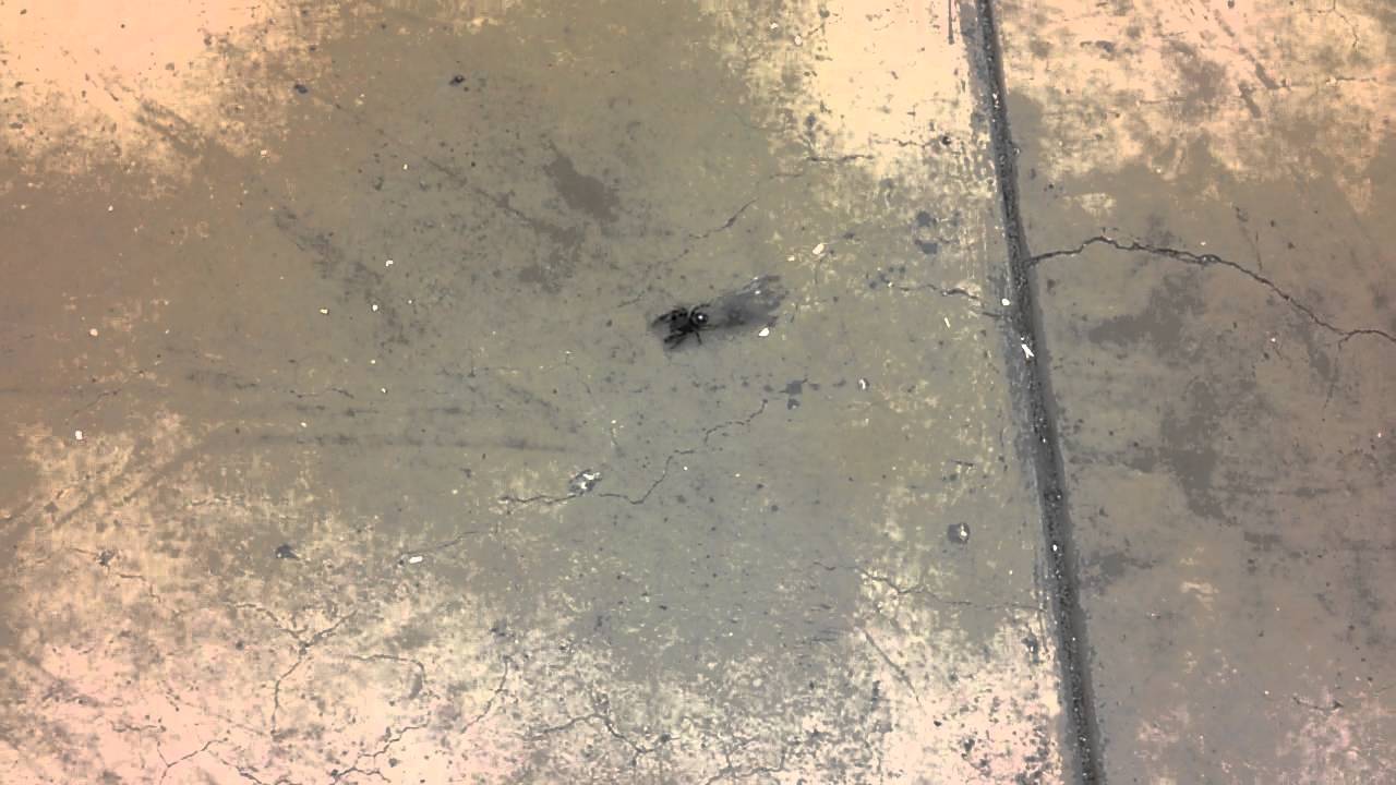 Automated Chip Cleaning System YouTube