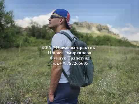 Фундук Трапезунд КФХ