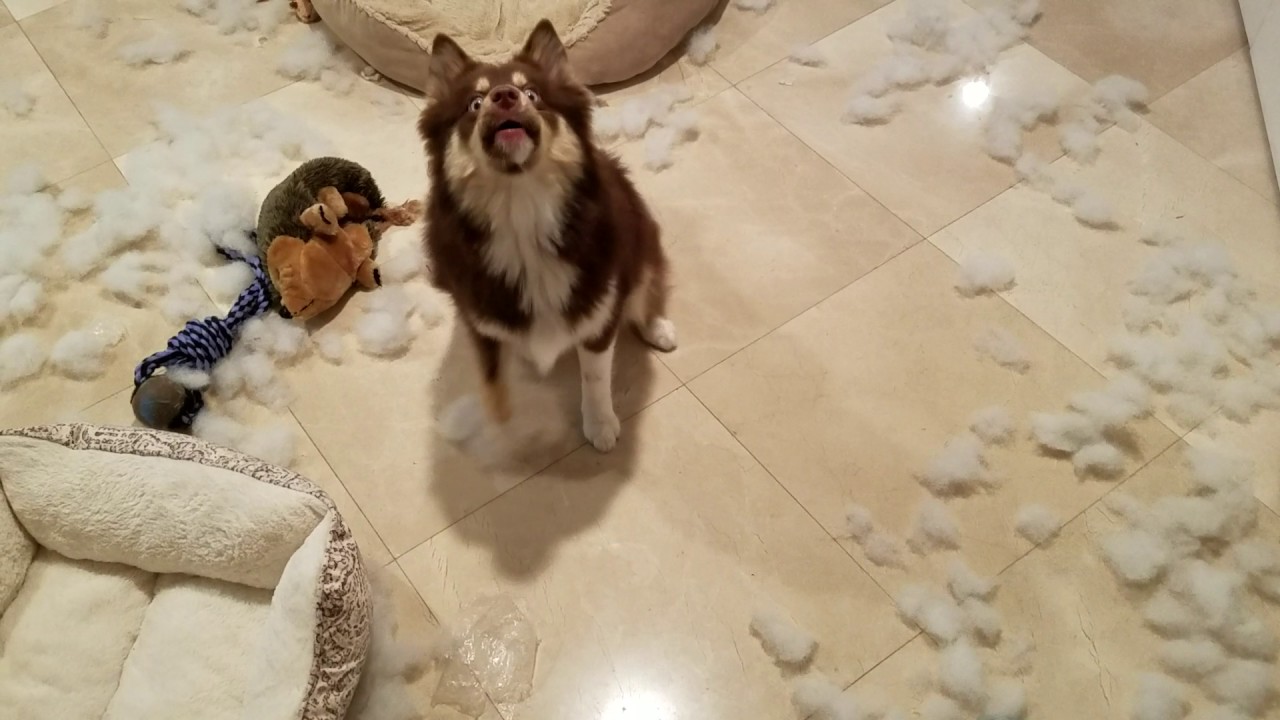 Sasha what did you do? Pomsky