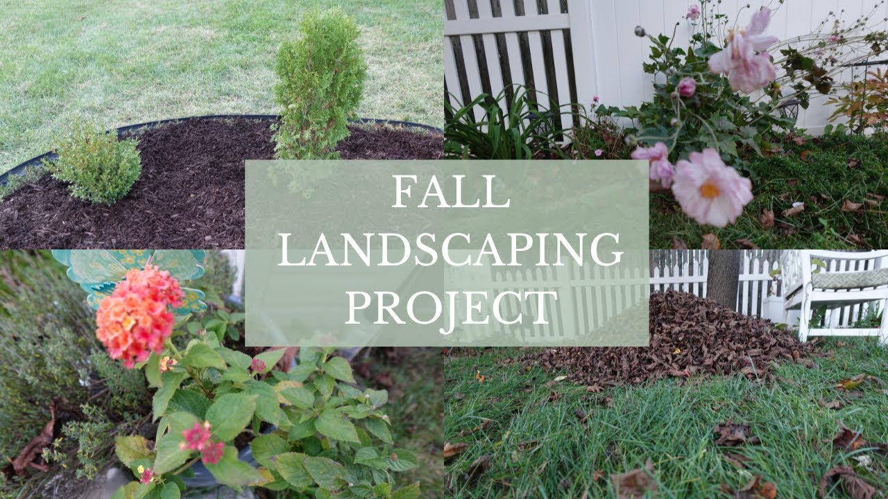FALL LANDSCAPING PROJECT  I  Digging a planting bed, Planting arborvitae and boxwood
