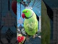 mithhuaaaa kaise baithe ho #follow #cutebird #birds #cuteparrot #talkingparrot #parrot #mithhu #pets