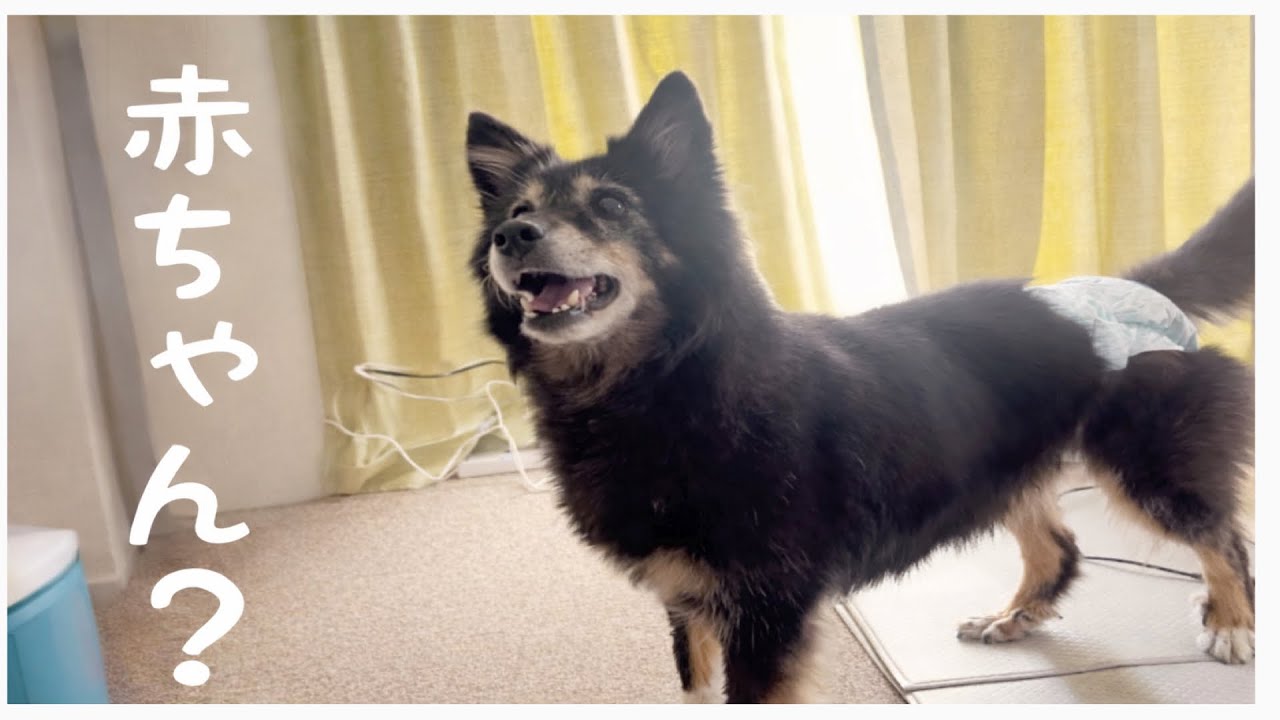 【元野良犬リリー】生後5か月の赤ちゃんと初対面