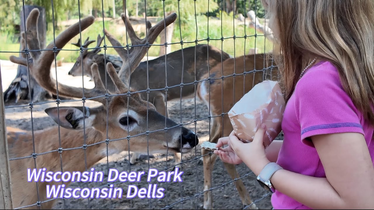 Wisconsin Deer Park Tour 🦌 Feeding Deer & Wildlife in Wisconsin Dells