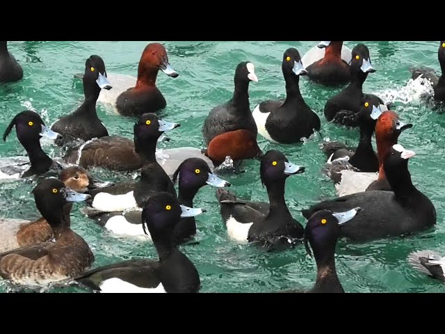Большая стая нырков (хохлатая чернеть и красноголовый нырок) || Large flock of diving ducks