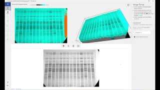 Free Automatic 1D SDS-PAGE/Electrophoresis Gel or Western Blot Quantification Software Phoretix 1D