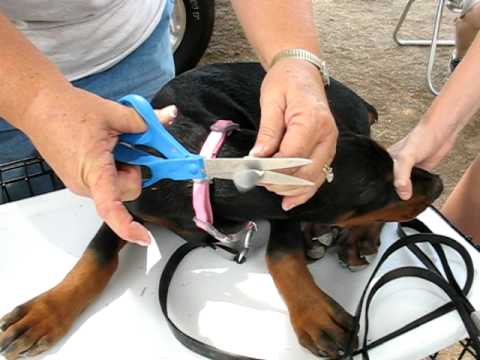 Video: Cara Menaikkan Rottweiler