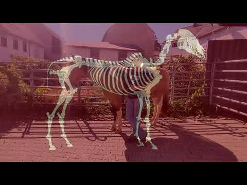 Richtig auf das Pferd Aufsteigen