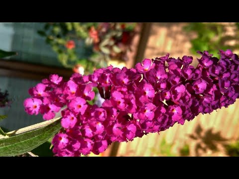 Video: Kelebek Çalı Bakımı - Kelebek Çalı Bakımı Nasıl Yapılır