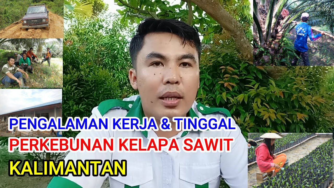 PENGALAMAN KERJA & TINGGAL DI KEBUN KELAPA SAWIT KALIMANTAN