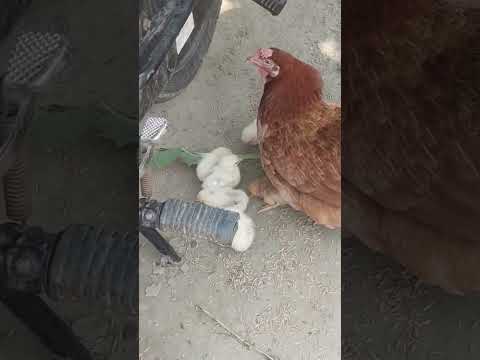 @💕  Chicken chick##💕💕💕