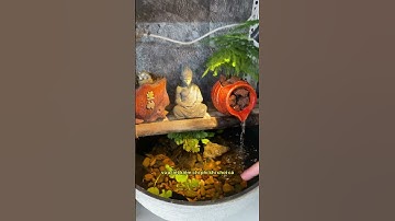 Bí kíp fill nước máy trực tiếp vào bể cá không sợ cá sốc nước #notashopvn #aquarium #fish