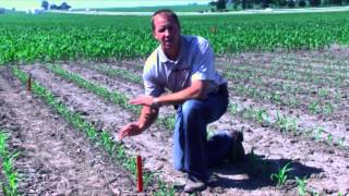 Celebrity How to: Populate 30 in row corn stand counts Wealth