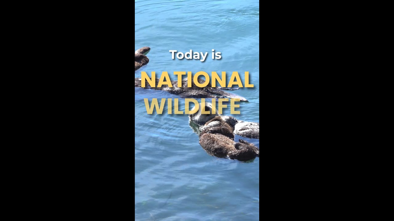 National Wildlife Day