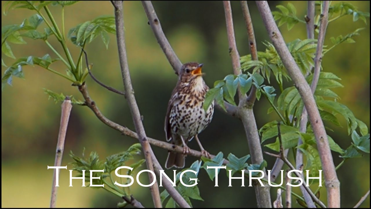 The Song Thrush