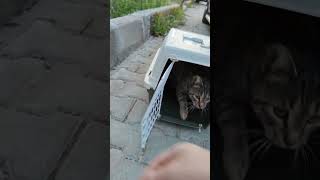 Fast & Furious: The most powerful runs to freedom #TNR #cat